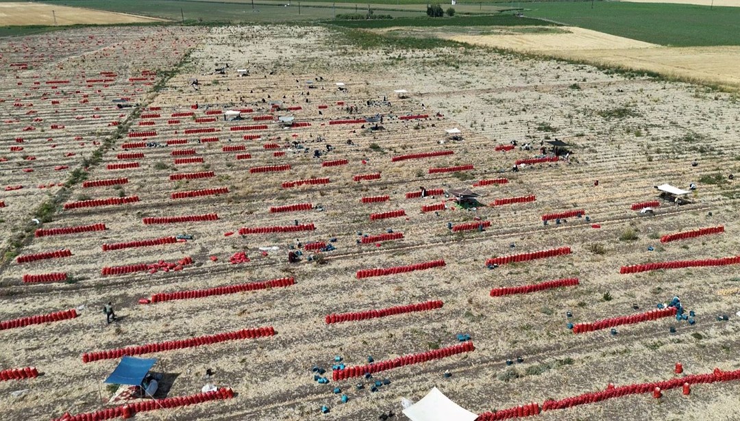Tarlada fiyatı 5 TL'ye düştü: 40 derece sıcakta zorlu mesai - Son Dakika Türkiye Haberleri